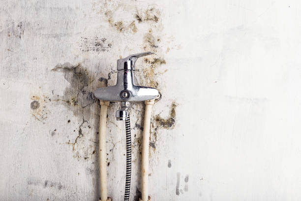 Mold Removal Process in Viera East, FL