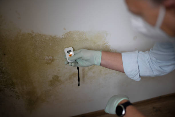 Best Residential Mold Removal  in Viera East, FL