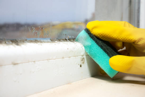 Best Mold Removal Process  in Viera East, FL