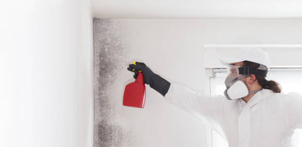 Best Commercial Mold Removal  in Viera East, FL