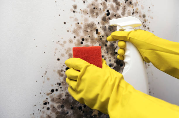 Best Attic Mold Removal  in Viera East, FL